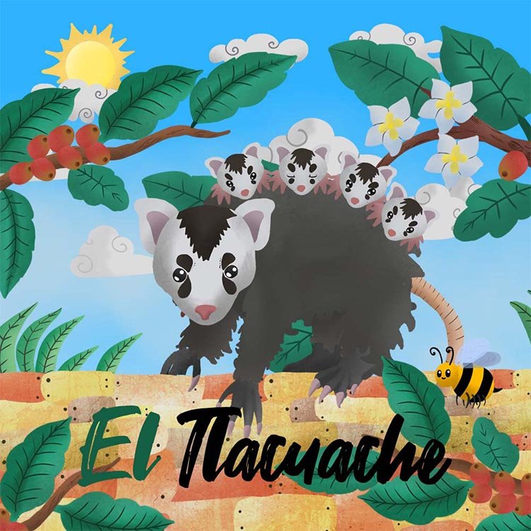 illustration tlacuache